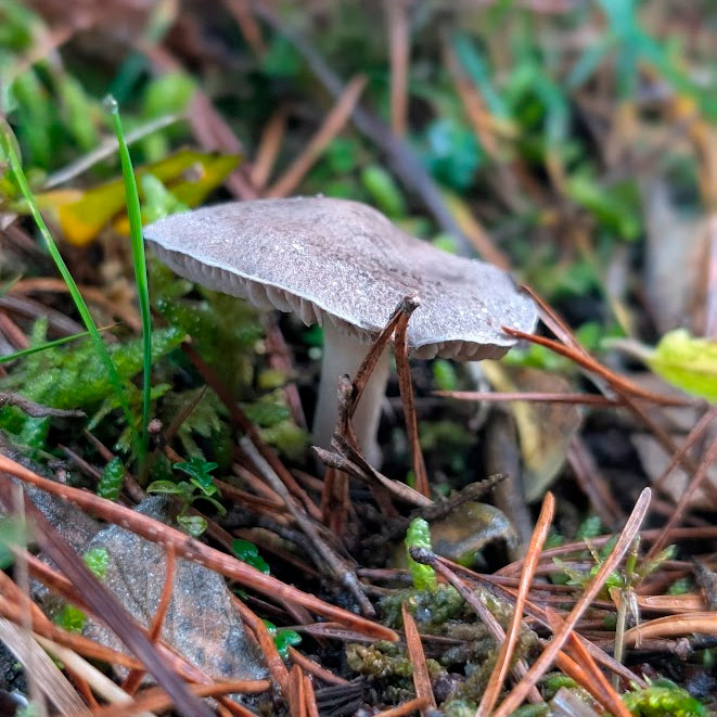 fredolic negrito tricholoma terreum bergueda barcelona catalunya